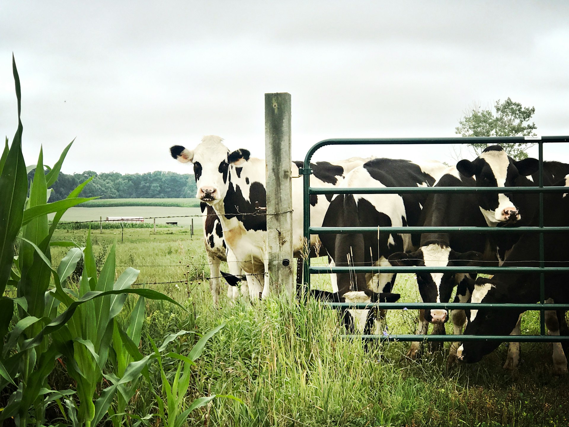 white and black cow on green grass field during daytime